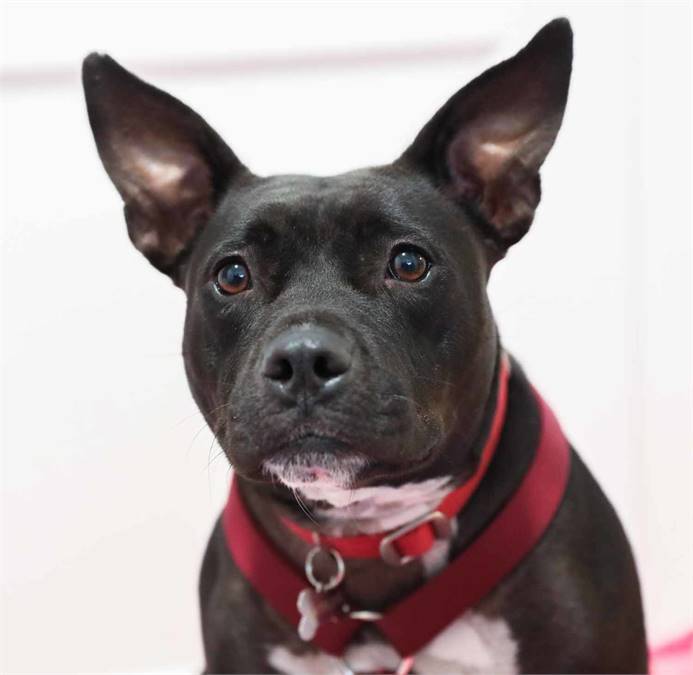 Tammy the Staffordshire Bull Terrier Mix at Animal Alliance of NJ