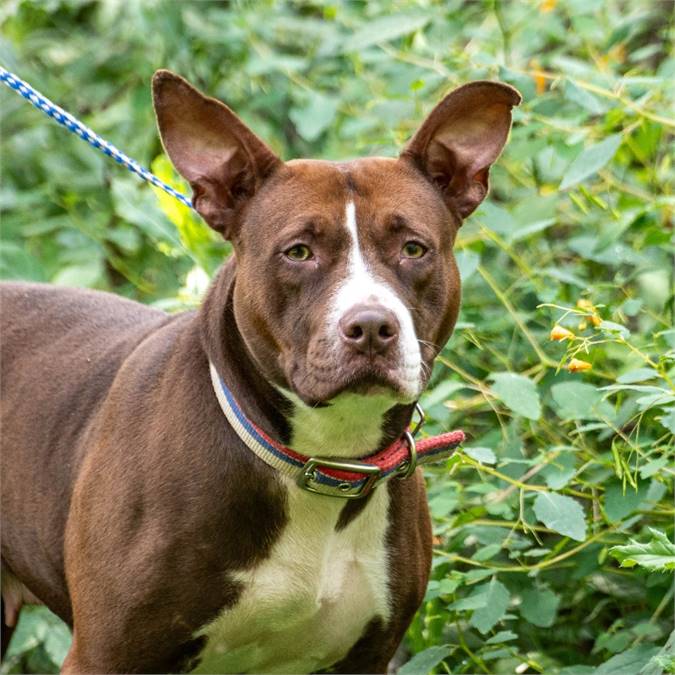 Darla the Hound Mix at Animal Alliance of NJ