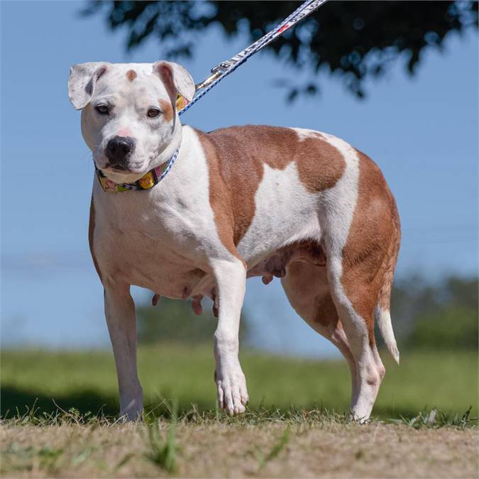 Karma the Hound Mix at Animal Alliance of NJ