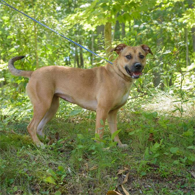 Tasha the Hound & Black Mouth Cur Mix at Animal Alliance of NJ