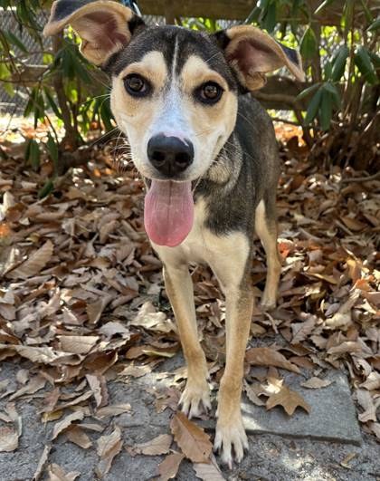 Homey the Black Mouth Cur Mix at Animal Welfare Association of New Jersey