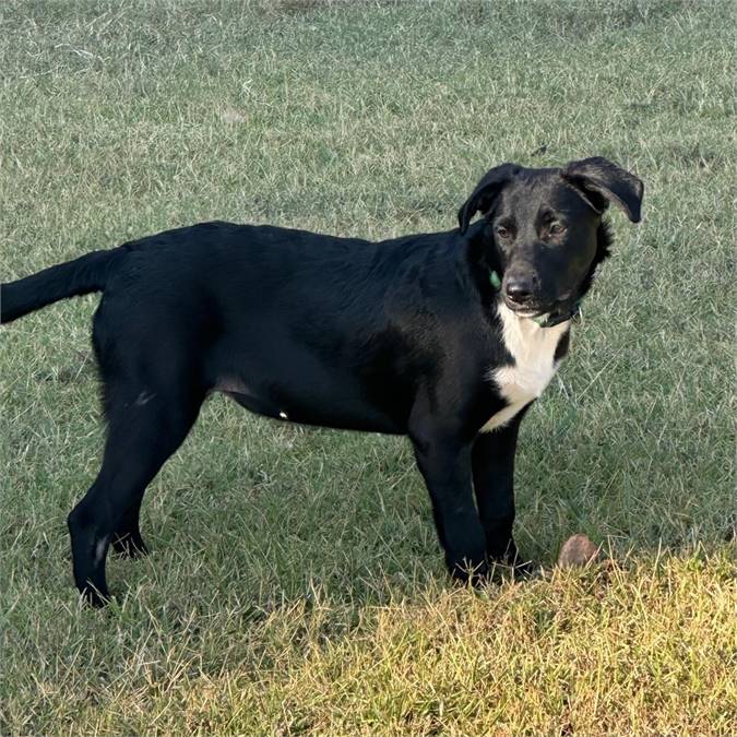 Kathleen the Labrador Retriever & Collie Mix at A Second Chance for Ziva