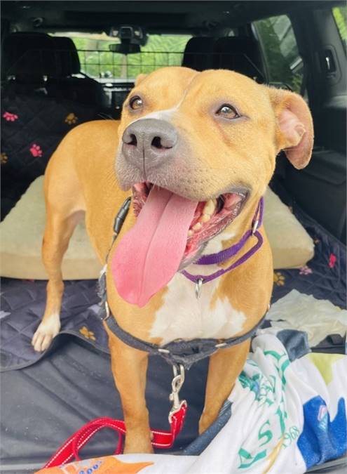 Penny the Pit Bull Terrier Mix at AHS-Tinton Falls