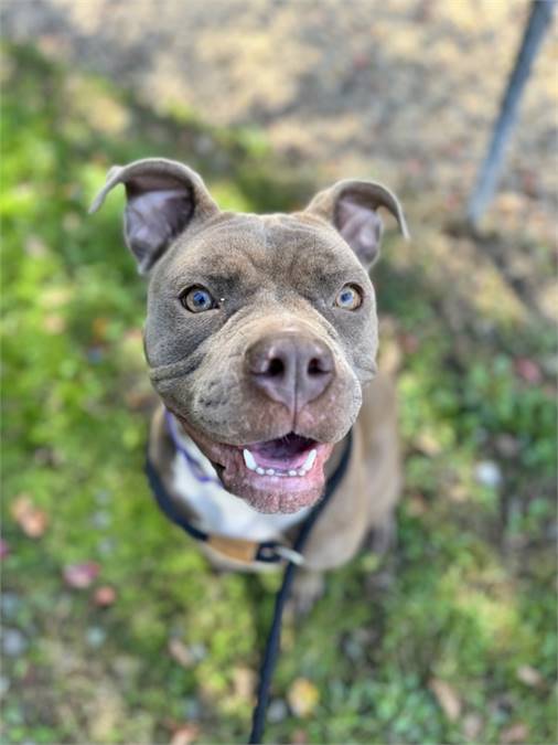 Mia the Pit Bull Terrier Mix at AHS-Tinton Falls