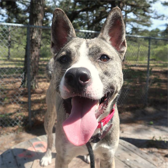 Burke the Husky Mix at Popcorn Park / AHS - Forked River