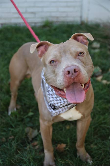 Gates the Pit Bull Terrier Mix at Associated Humane Societies - Newark