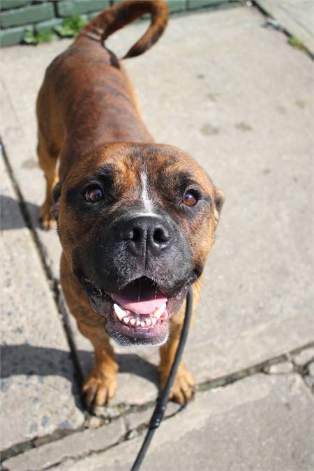 Stan the Pit Bull Terrier Mix at Associated Humane Societies - Newark