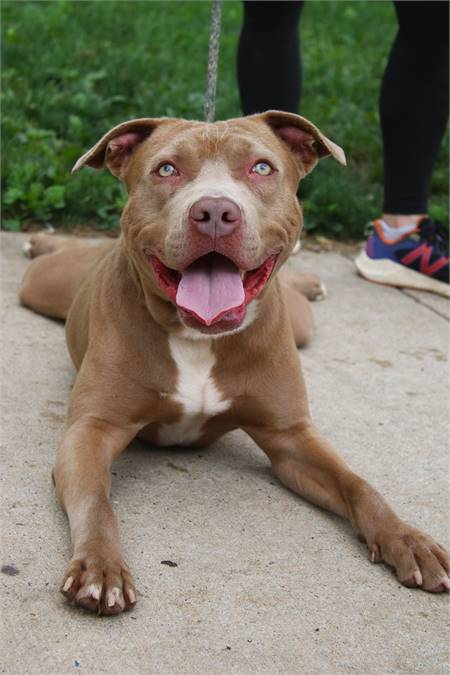 Golden the Pit Bull Terrier Mix at Associated Humane Societies - Newark