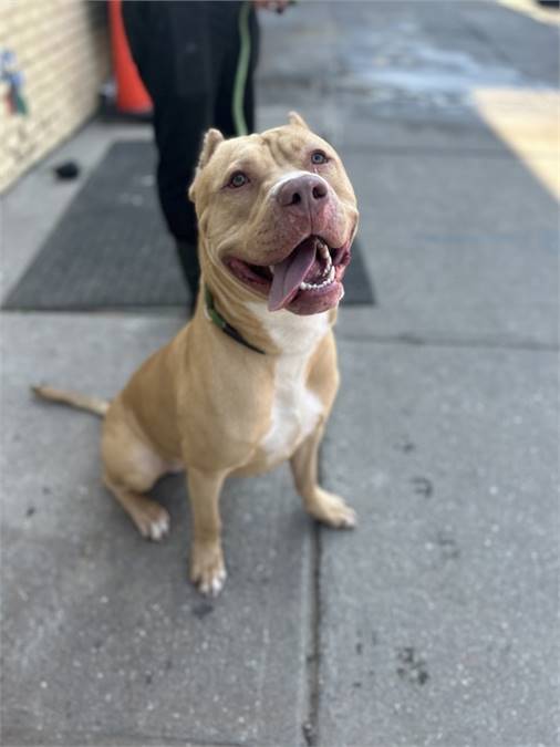 Zeus the American Bully Mix at Associated Humane Societies - Newark