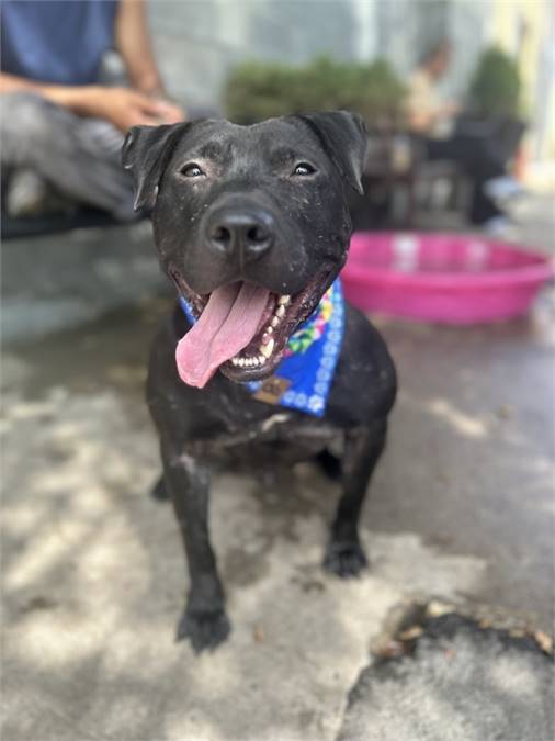 Scrappy the Pit Bull Terrier Mix at Associated Humane Societies - Newark