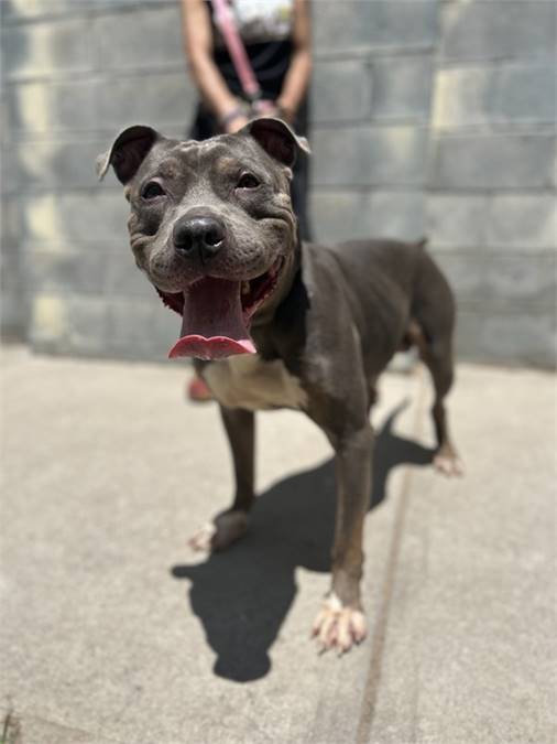 Cassius the Pit Bull Terrier Mix at Associated Humane Societies - Newark