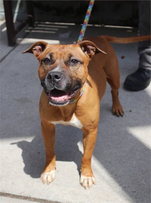 Blossom the Pit Bull Terrier Mix at Associated Humane Societies - Newark