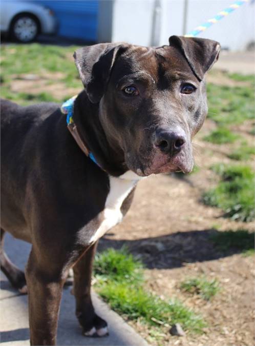 Kapri the Labrador Retriever Mix at Associated Humane Societies - Newark