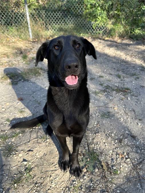 Dixie the Mixed Breed at Beacon Animal Rescue