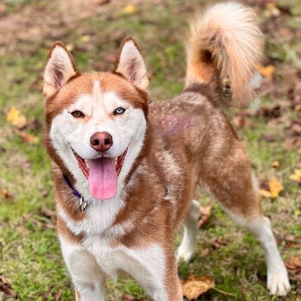 Charm the Husky at Best Friend Dog and Animal Adoption, Inc