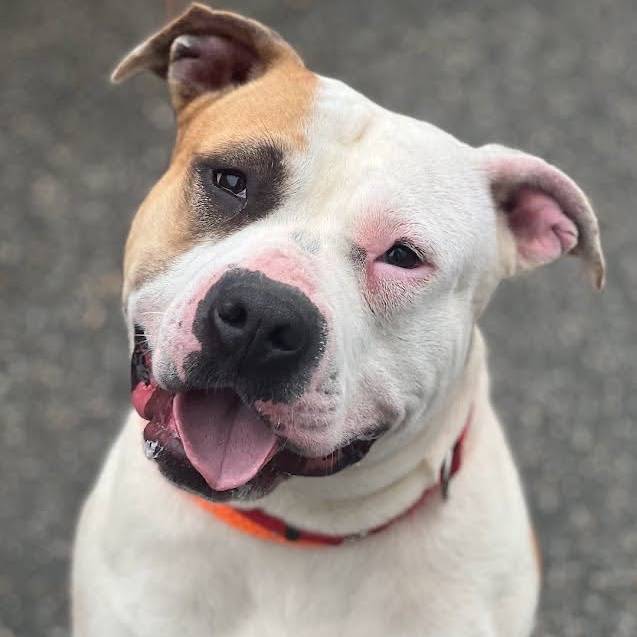 Maizee the Pit Bull Terrier at Best Friend Dog and Animal Adoption, Inc.