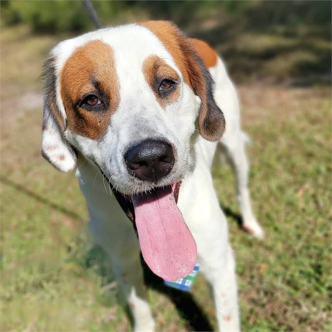 Beethoven the Mixed Breed at Big Dog Rescue Project