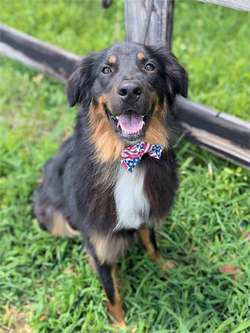 Joker the Australian Shepherd at Big Dog Rescue Project