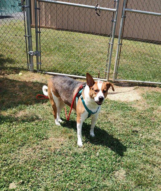 Buddy the Hound at Cape May County Animal Shelter and Adoption Center