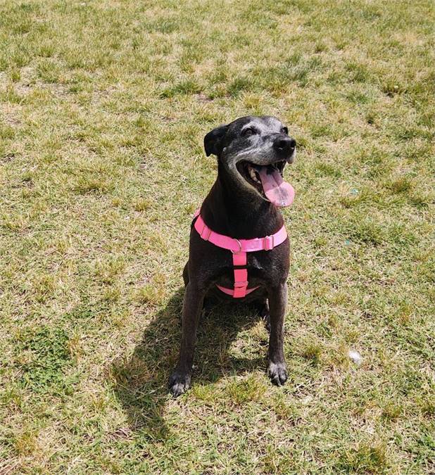 Daisy at Cape May County Animal Shelter and Adoption Center