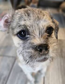 Riley Roberta the Shih Tzu/Terrier Mix