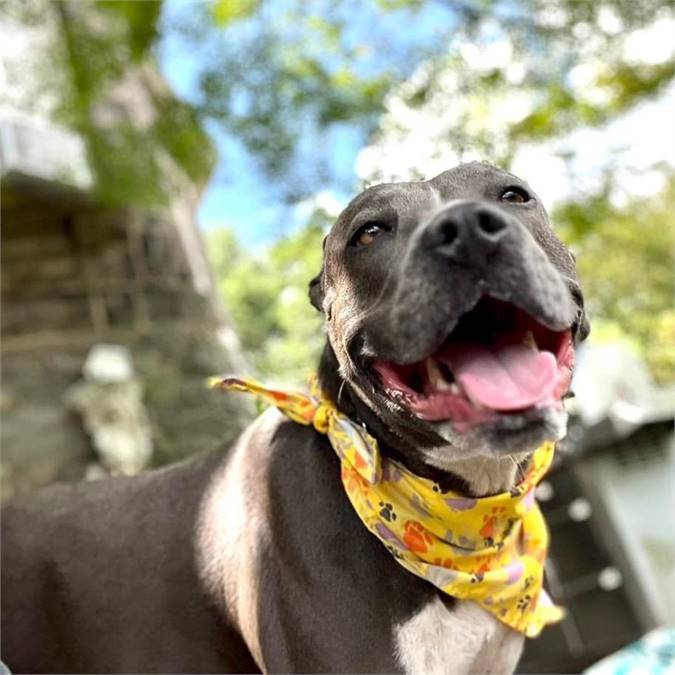 Gracie the Pit Bull Terrier at Home Free Animal Rescue