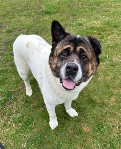 Bruno the Akita Mix at Homeward Bound