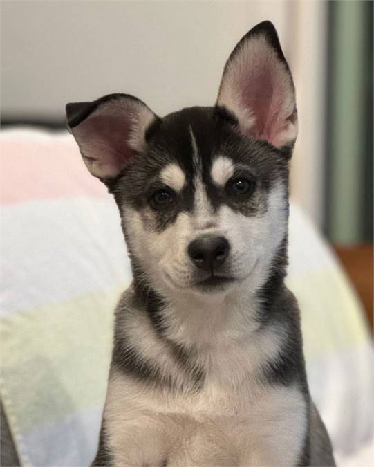 Bear the Siberian Husky at Husky House