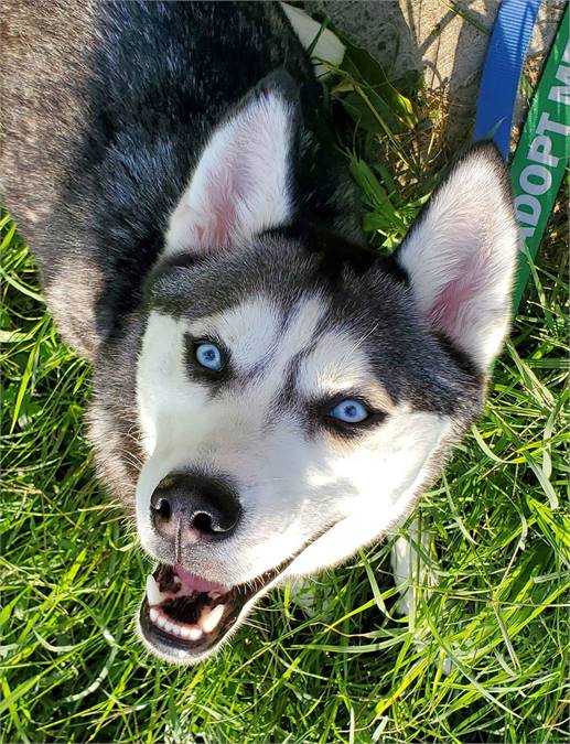 Whopper the Siberian Husky at Husky House