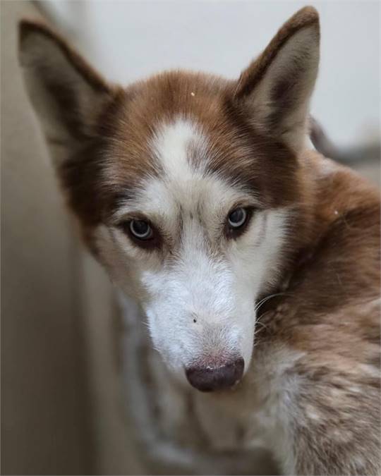 Thomas the Siberian Husky at Husky House