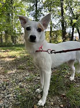 Dixie the American Eskimo Dog/Terrier at Jersey Shore Animal Center