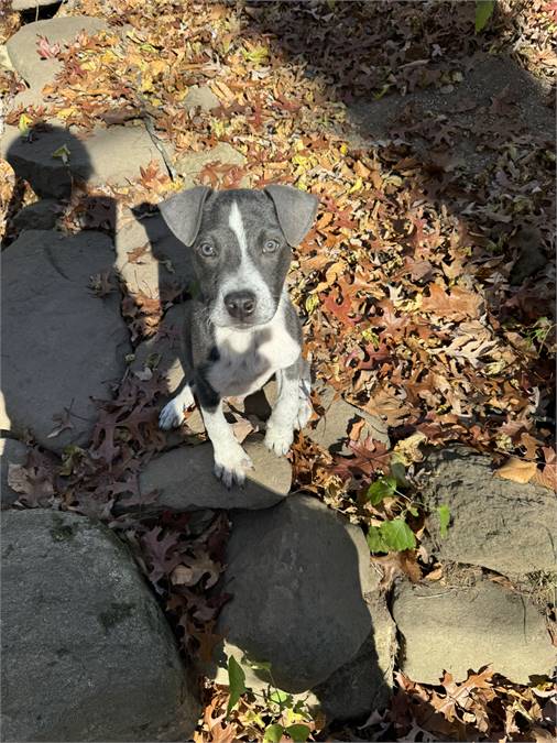 Lenny the Rat Terrier & Labrador Retriever Mix at JKRC Rescue