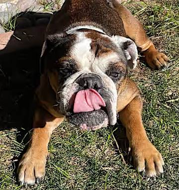 Hazel the English Bulldog/Boxer at Lonely Paws