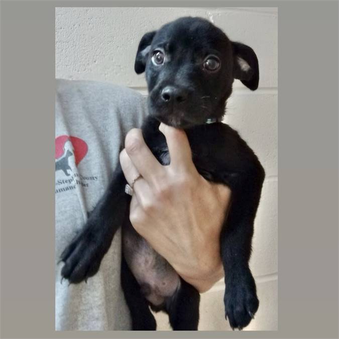 Buddie the Chihuahua & Terrier Mix at Lost Paws Animal Rescue