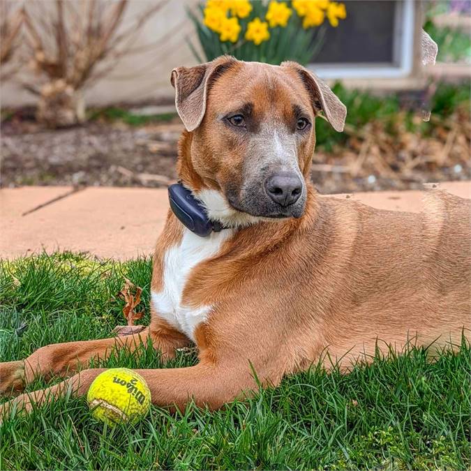 Pablo the Labrador Retriever & Black Mouth Cur Mix at Lost Paws Animal Rescue