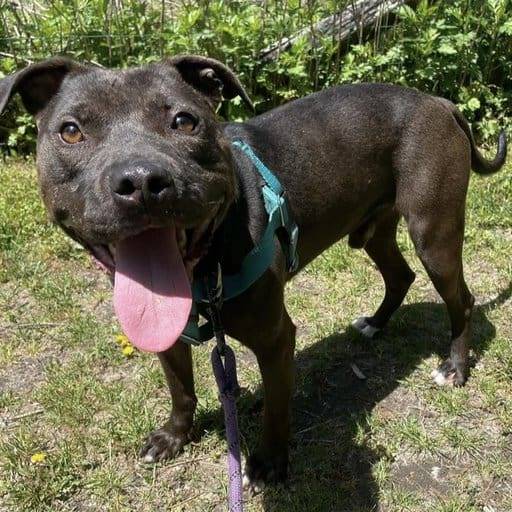 Pluto the Pitbull at Monmouth County SPCA