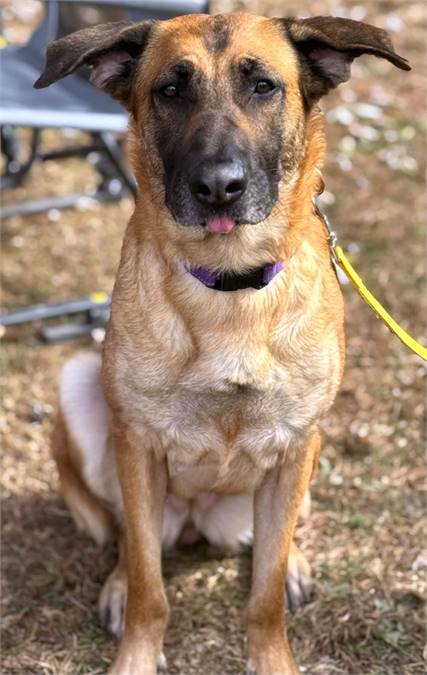 Ash TX the Belgian Shepherd Malinois / German Shepherd Dog at North Star Pet Rescue