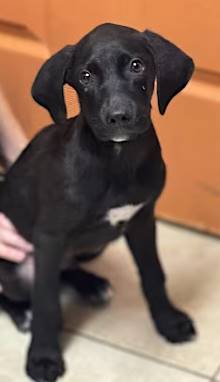 Angus the Labrador Retriever/Bluetick Coonhound at O.S.C.A.R.