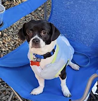 Lily the Rat Terrier/Dachshund at One Love Animal Rescue