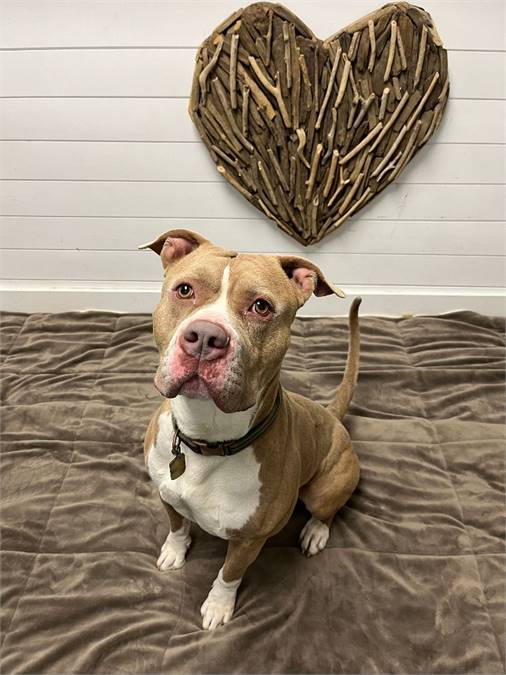 King the Pit Bull Terrier at Plainfield Area Humane Society