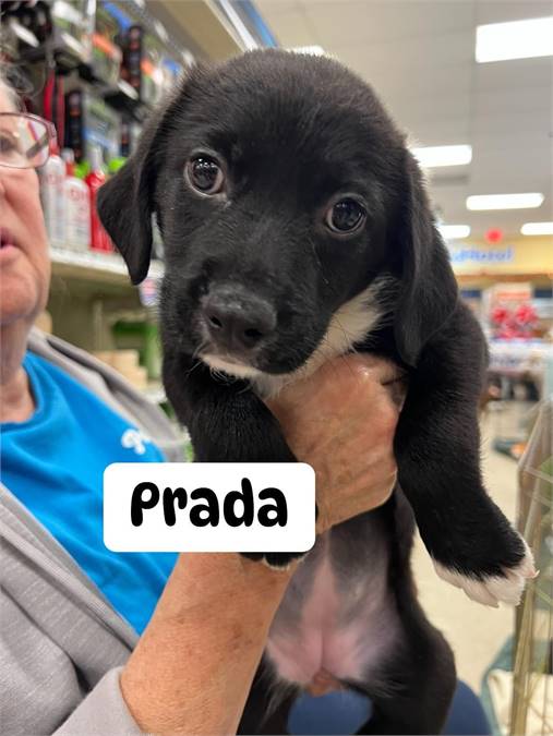 Prada the Cattle Dog & Labrador Retriever Mix at Puppy Love Pet Rescue