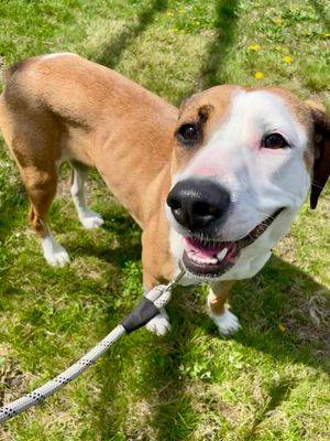 Pecan the Beagle - Whippet at Ramapo-Bergen Animal Refuge