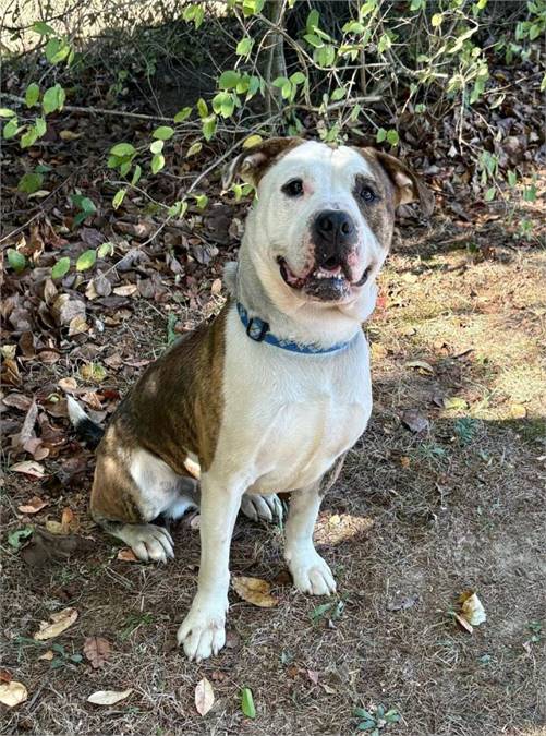 Hopper the American Bulldog Mix at Rescue Ridge