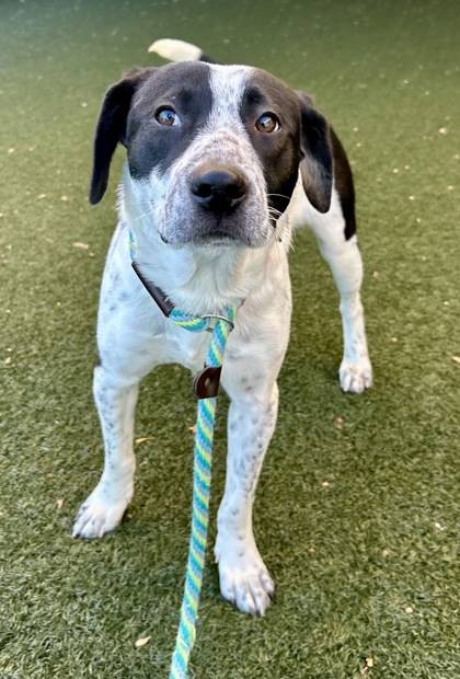 Marino the Beagle/Mix at St. Hubert's Animal Welfare Center