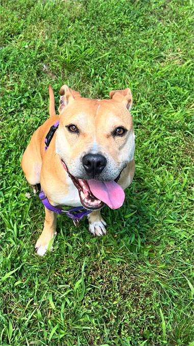 Peaches the Pit Bull Terrier Mix at SAVE, A Friend to Homeless Animals