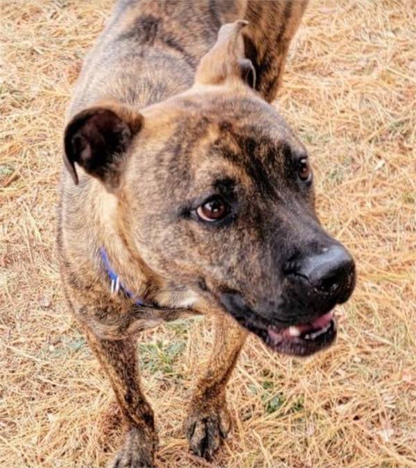 Mufasa at the Pit Bull Terrier Mix at Franklin Township Animal Shelter