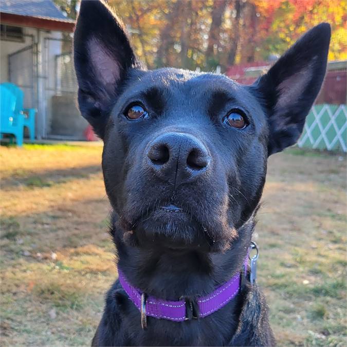 Sadie the German Shepherd Dog & Shepherd Mix at Shore Saves