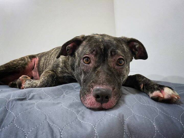 Baby the Mixed Breed at Every Last One Rescue