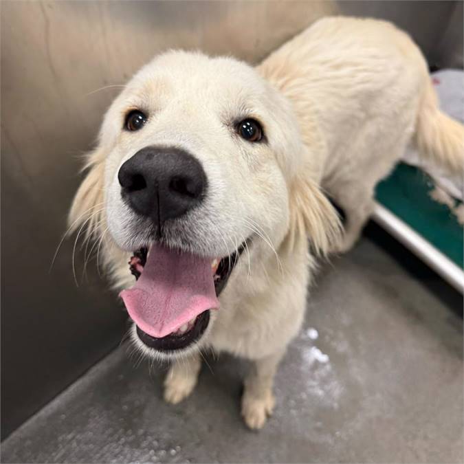 Matangi the Great Pyrenees Mix at Hearts & Bones Rescue