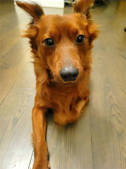 Saffron the Dachsund Mix at Linus & Friends